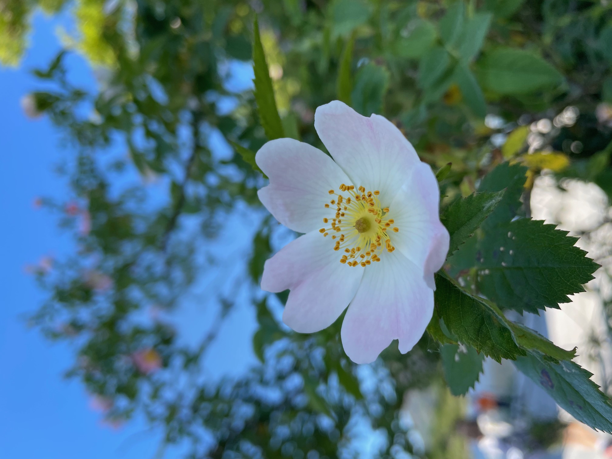 flower1