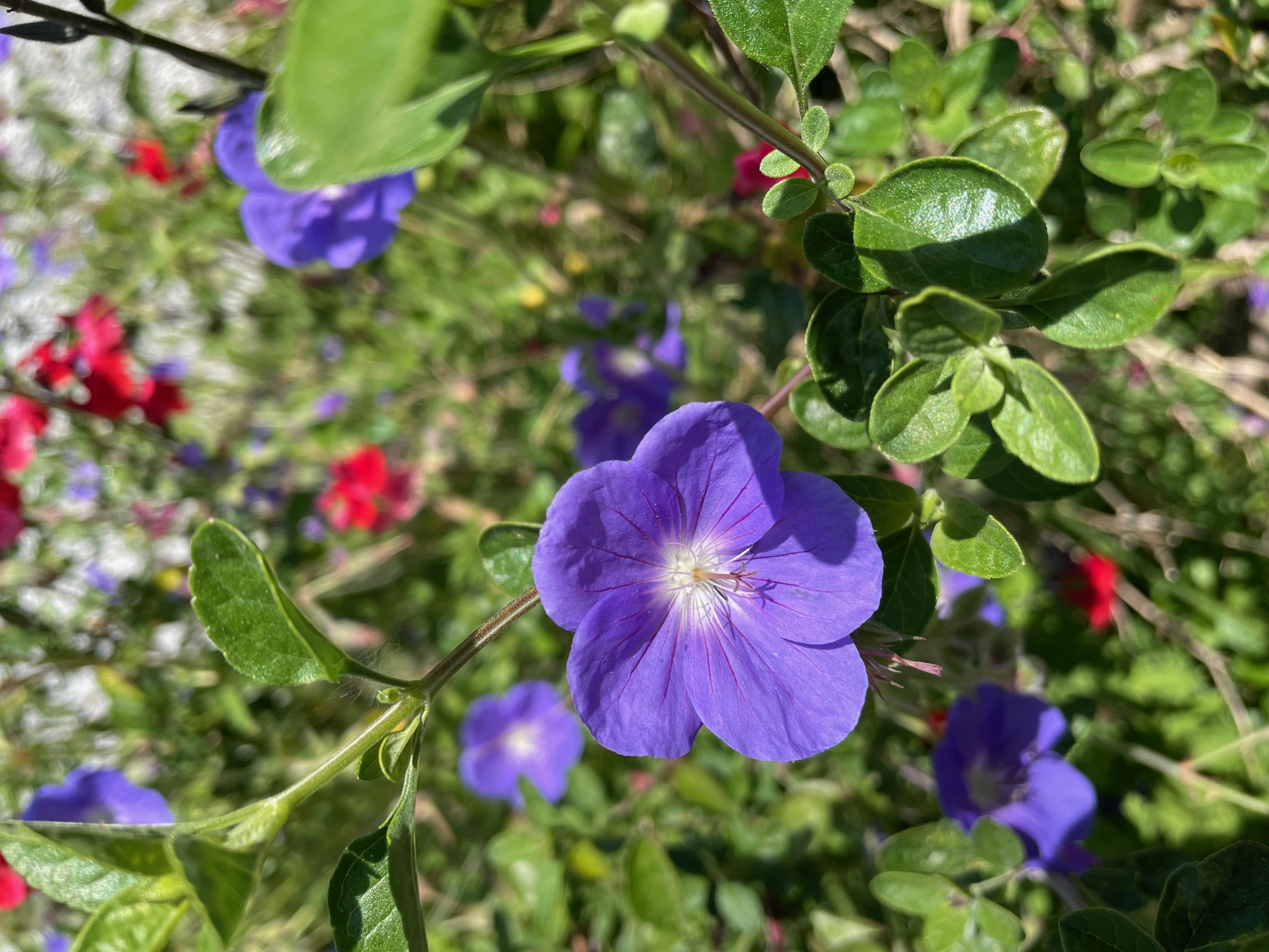 flower2