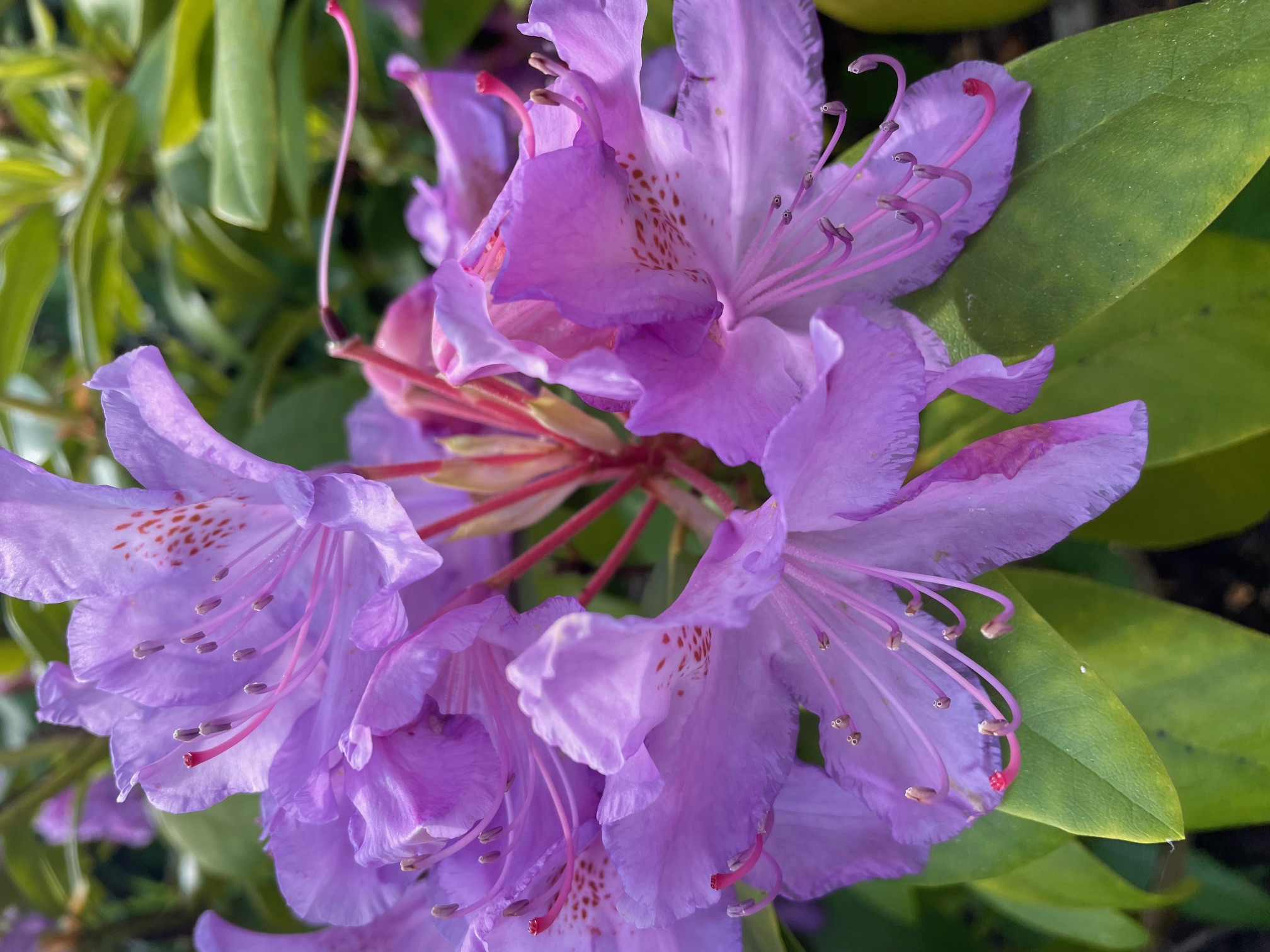 flower3