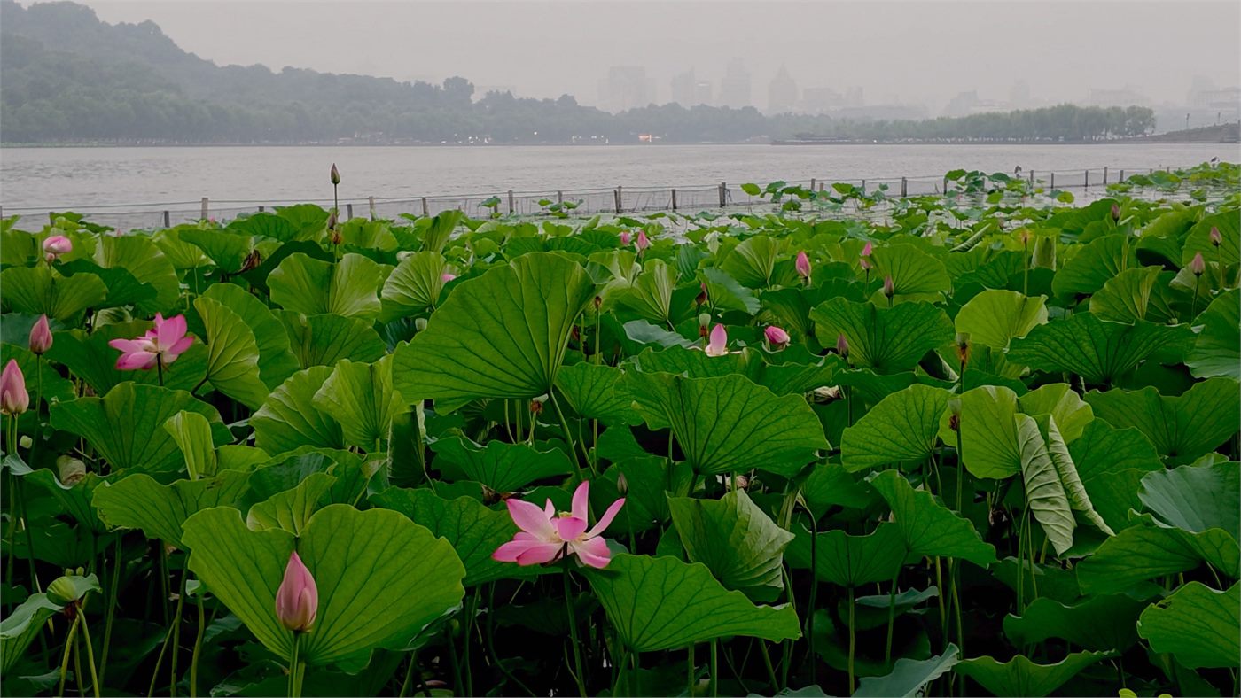 lilypads